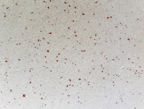 10 Red Splash 3 495x375